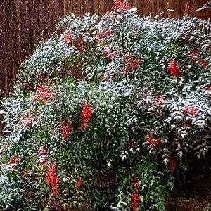 Meet your Posher, Joyce